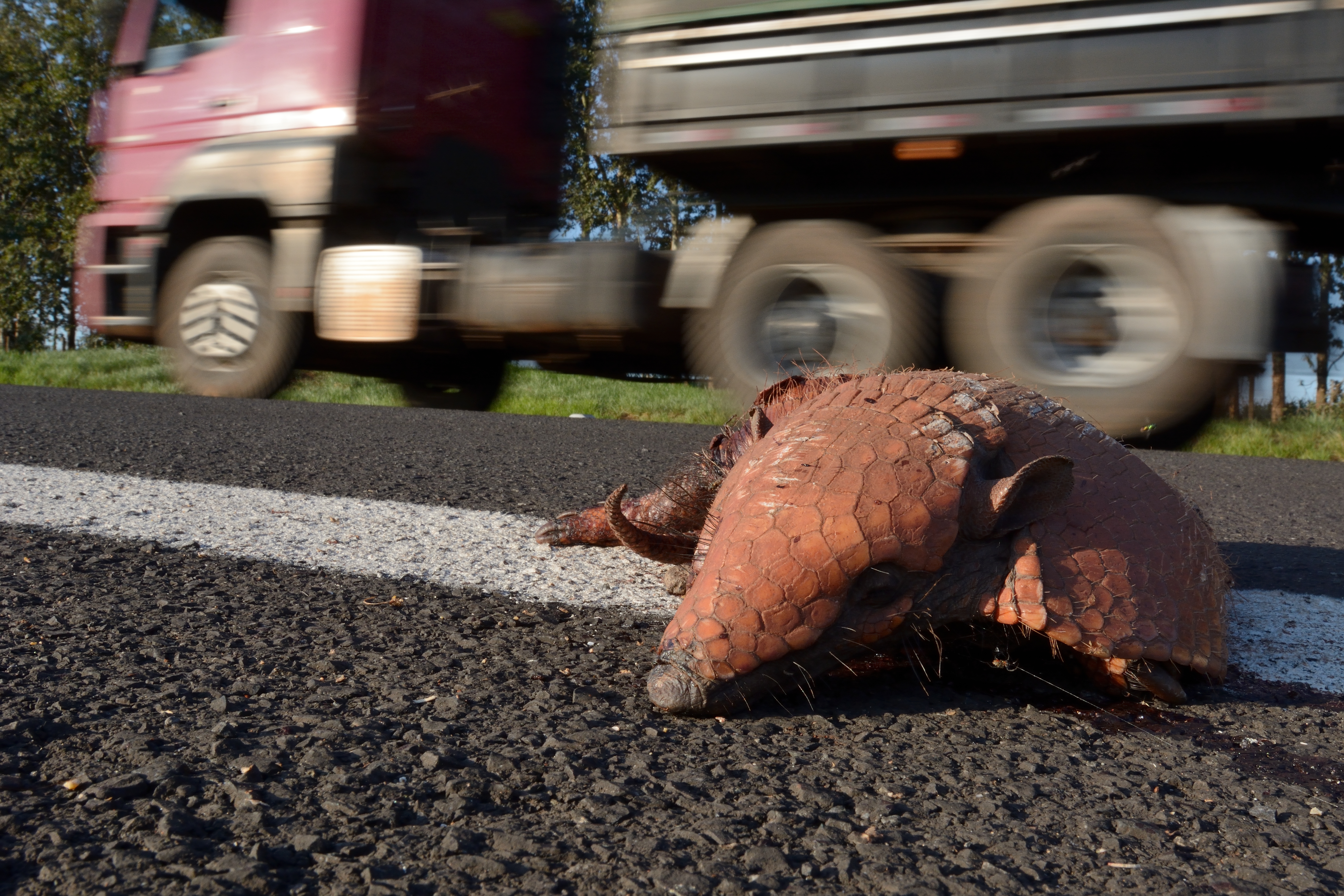 RISKY project image - six-banded armadillo by Marcel Huijser