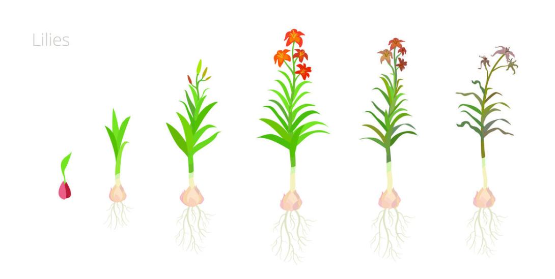 Open and FAIR Integrated Phenology Monitoring System project image